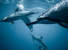 北京单场奖金计算器-首回合惨败！但大数据说英超下赛季仍有5个欧冠名额